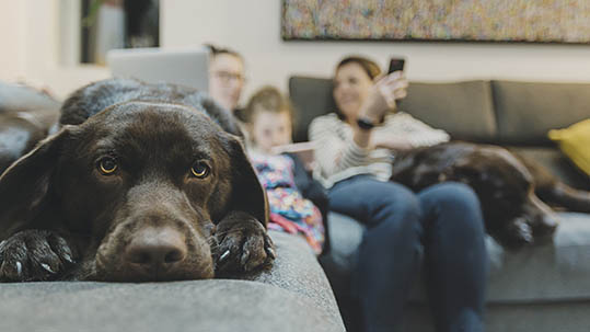 Pennymac is the lender you can call home.